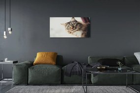 Obraz na plátne Mainská mývalia mačka 120x60 cm