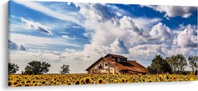 Obraz slnečnicového poľa (120x50 cm)