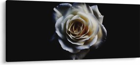 Obraz bielej ruže (120x50 cm)