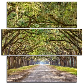 Obraz na plátne - Historické dubové stromy lemované poľnou cestou - štvorec 3239D (105x105 cm)