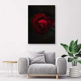Gario Obraz na plátne Ruža na čiernom pozadí Rozmery: 40 x 60 cm