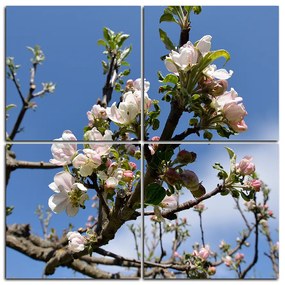 Obraz na plátne - Kvitnúca jabloň - štvorec 347D (60x60 cm)