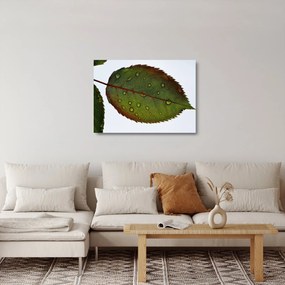 Sklenený obraz - List ruže (70x50 cm)