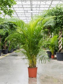 Dypsis (Areca) lutescens 30x190 cm