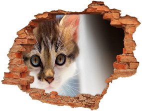 Fototapeta diera na stenu Malá mačka nálepka nd-c-162385240
