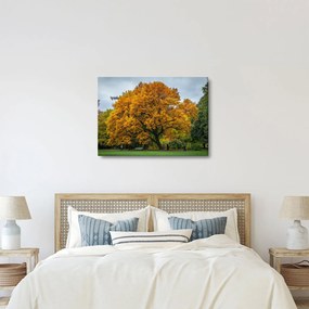 Obraz stromu (70x50 cm)