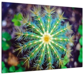 Obraz kaktusu (70x50 cm)