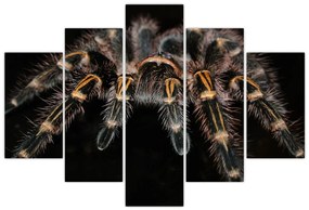 Obraz - Tarantula