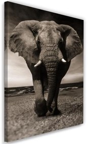 Obraz na plátně Afrika Slon černobílý - 70x100 cm