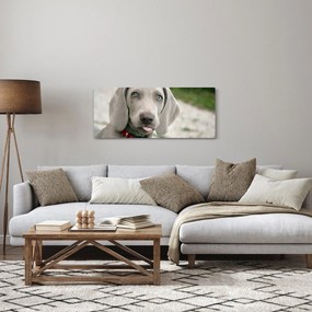 Obraz - šteňa weimarský stavač (120x50 cm)