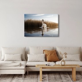 Obraz labute (90x60 cm)