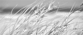Obraz - Plážová tráva (120x50 cm)