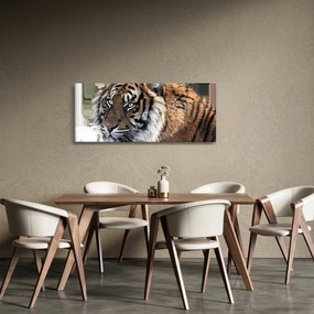 Obraz tigra (120x50 cm)
