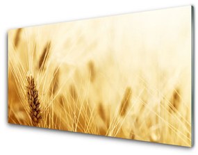 Sklenený obklad Do kuchyne Pšenica rastlina príroda 100x50 cm