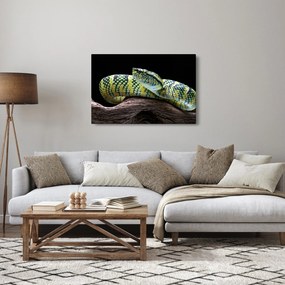 Obraz - Štrkáč Waglerov (90x60 cm)