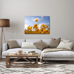 Obraz poľa s jasne žltými kvetmi (70x50 cm)