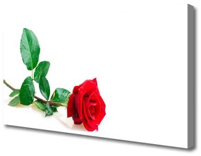 Obraz Canvas Ruže kvet rastlina 100x50 cm
