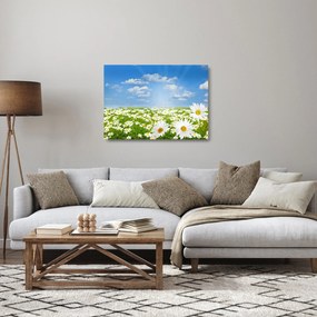 Sklenený obraz rozkvitnutej lúky s margarétkami (70x50 cm)