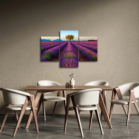 Obraz - Levanduľové pole (90x60 cm)
