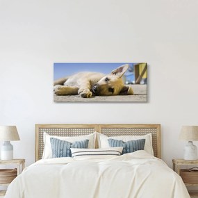 Obraz ležiaceho šteňaťa (120x50 cm)