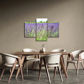 Obraz poľa s levanduľou (90x60 cm)