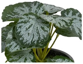 Umelá rastlina (výška 21,5 cm) Saxifraga – Ixia