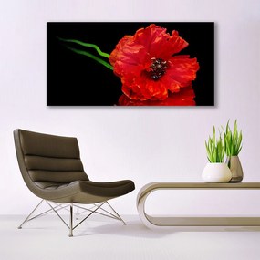 Obraz plexi Kvet mak rastlina príroda 120x60 cm