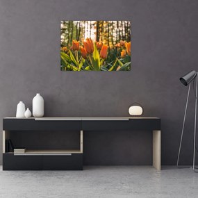 Sklenený obraz - kvety tulipánov (70x50 cm)