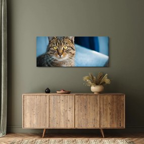Obraz - Mačka domáca (120x50 cm)