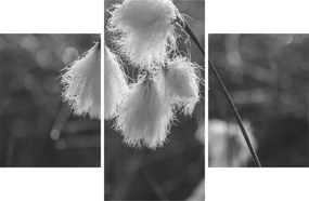 Obraz - Cottongrass (90x60 cm)
