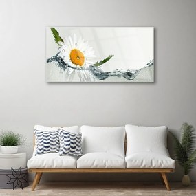 Obraz plexi Sedmokráska vo vode 100x50 cm