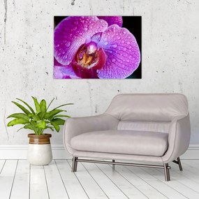 Detailný sklenený obraz kvetu orchidey (70x50 cm)