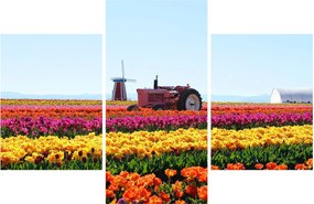 Obraz tulipánové farmy (90x60 cm)