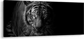 Obraz divokého tigra (120x50 cm)