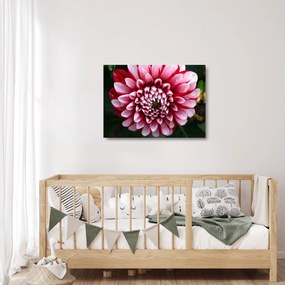 Sklenený obraz ružovej Dahlie (70x50 cm)