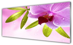 Obraz na akrylátovom skle Kvet listy rastlina 125x50 cm
