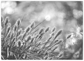 Obraz - Béžová soft grass N⁰1 (70x50 cm)