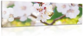 Obraz kvety stromu v jarnom období Varianta: 120x40