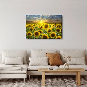 Obraz - Slnečnica pri západe slnka (90x60 cm)