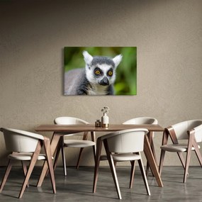 Obraz lemura (90x60 cm)