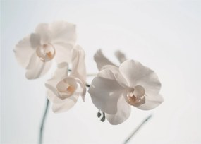 Obraz bielej orchidey (70x50 cm)