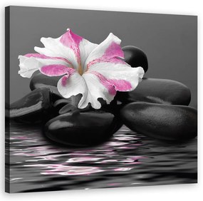 Obraz na plátně, Kameny růžové květ zen - 50x50 cm