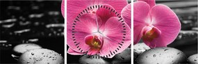 Obraz - Ružové orchidey (s hodinami) (90x30 cm)