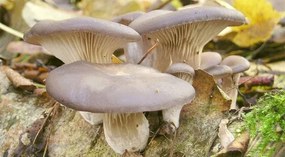 Zaparkorun Sadba húb - hliva ustricovitá