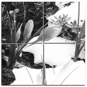 Obraz na plátne - Skoré jarné kvetiny - štvorec 3242QE (100x100 cm)