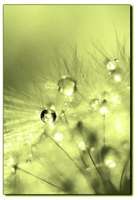 Obraz na plátne - Dandelion z kvapkami rosy - obdĺžnik 7262ZA (75x50 cm)