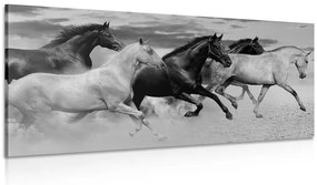 Obraz stádo koní v čiernobielom prevedení