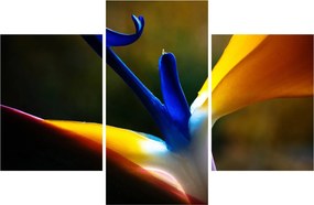 Obraz - Exotický kvet (90x60 cm)
