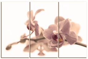 Obraz na plátne - Orchidea kvet izolovaná na bielom pozadí 1222FB (105x70 cm)