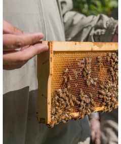 Sviečka z včelieho vosku Pollen
